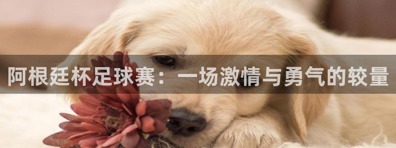 意昂2代理注册：阿根廷杯足球赛：一场激情与勇气的较量