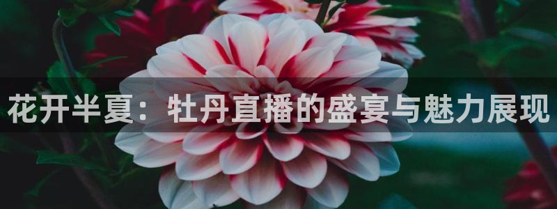 黑白直播体育在线：花开半夏：牡丹直播的盛宴与魅力展现